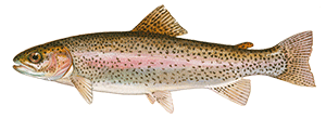 Rainbow Trout