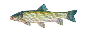 Grass Carp