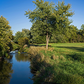 Restoration of trees on the water