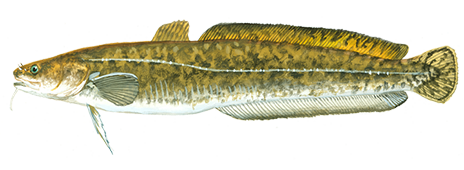 Burbot