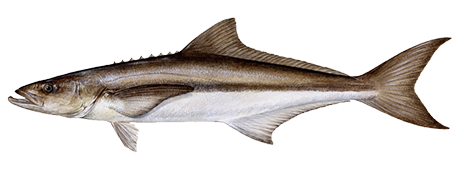 Cobia