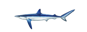 Blue Shark