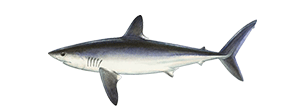 Porbeagle Shark