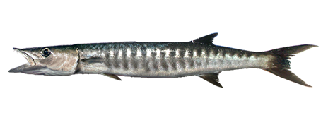 Great Barracuda