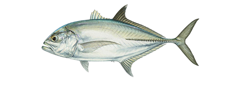 Bigeye Trevally