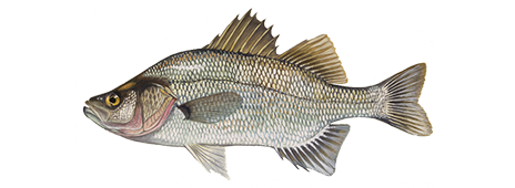 White Perch