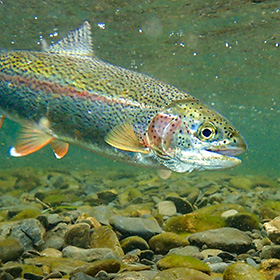 Rainbow trout swimming in water