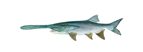 Paddlefish