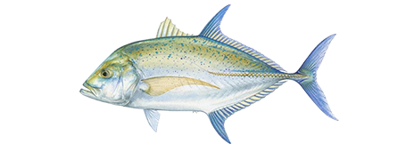 Bluefin Trevally