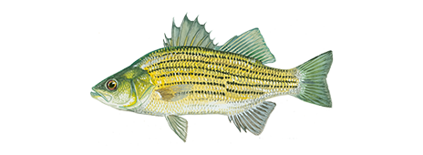 Yellow Bass