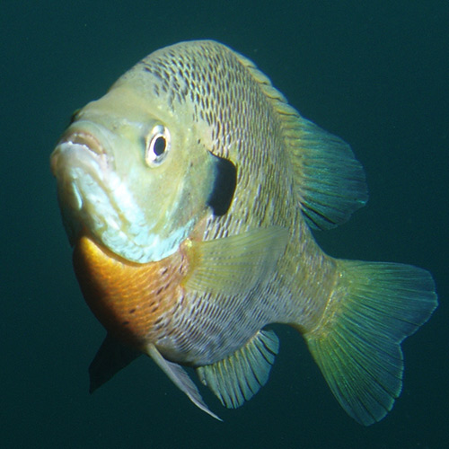 Gear: Hook size matters when catching bluegill—or any fish for