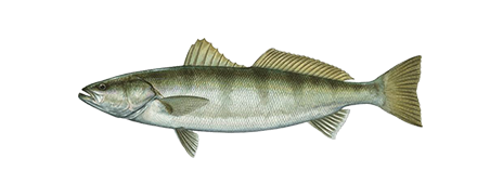 White Seabass