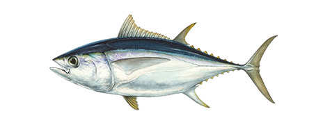 Bigeye Tuna