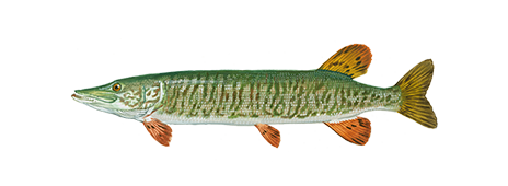 Tiger Muskellunge