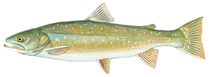 Dolly Varden