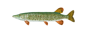 Tiger Muskellunge