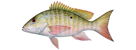 Mutton Snapper