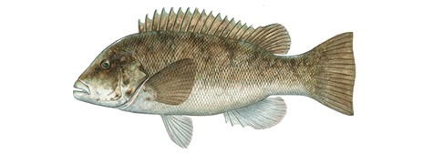 Tautog