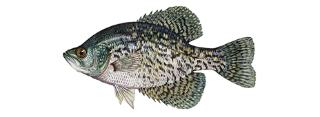 Black Crappie