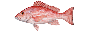 Red Snapper