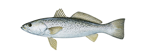 Weakfish