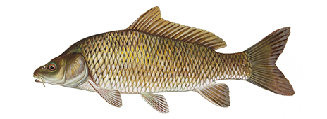 All Fishing Buy, Common carp identification, Habitats, Fishing methods,  fish characteristics, carp fishing