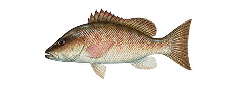 Snapper Species Guide: Where to find snapper and the gear you'll need