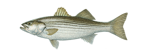 Striped Bass