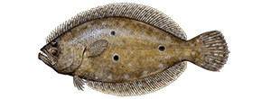 Flounder