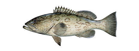 Gag Grouper