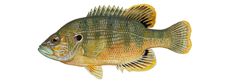 Green Sunfish