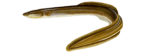 American Eel