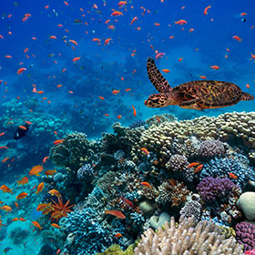 coral reef wildlife