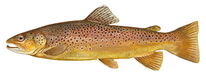 Brown Trout