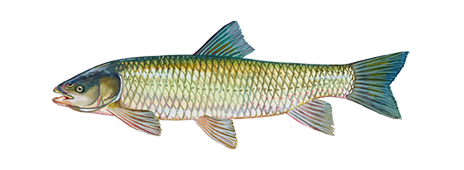 Grass Carp