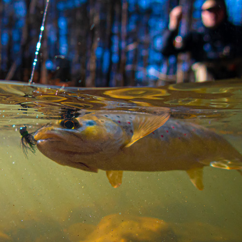 Catch & Release: How to Unhook Fish Properly