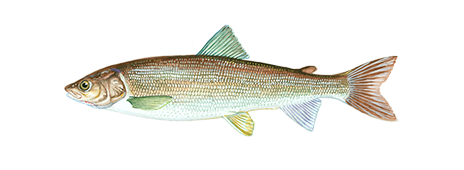 Mountain Whitefish