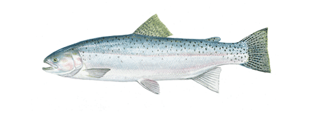 Sea Trout