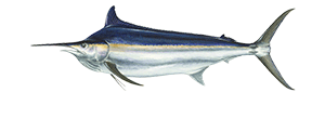 Black Marlin