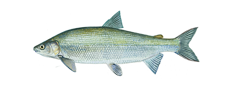 Lake Whitefish