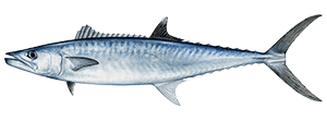 King Mackerel