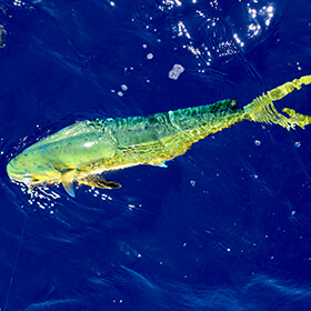 Mahi mahi swimming