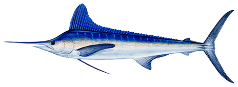 White Marlin