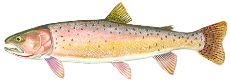 Cutthroat Trout