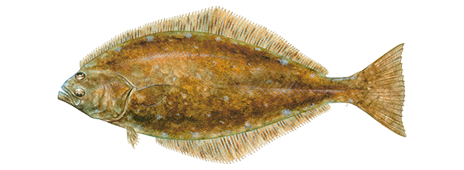 Atlantic Halibut