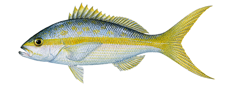 Yellowtail Snapper