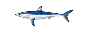 Mako Shark