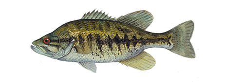 Shoal Bass