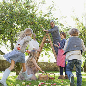 family apple picking on a ladder from a trea