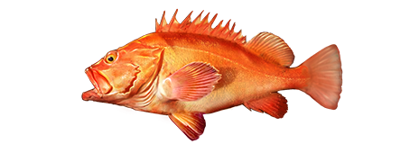 Yelloweye Rockfish